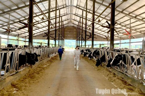 Tích tụ ruộng đất: Vì sao vẫn khó?