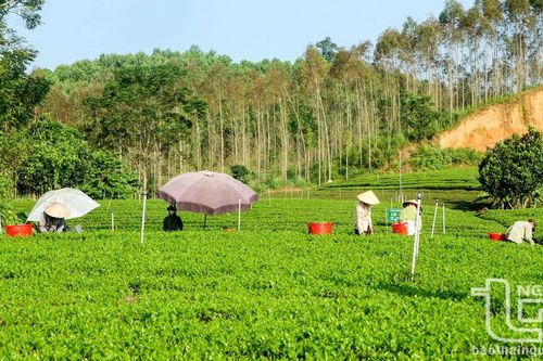 Xây dựng mã số vùng trồng gắn với sản xuất an toàn