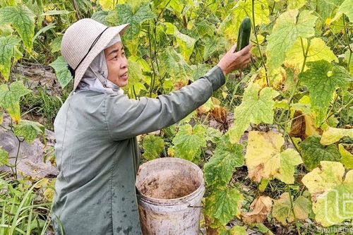 Mô hình liên kết trồng dưa chuột nếp cho hiệu quả cao