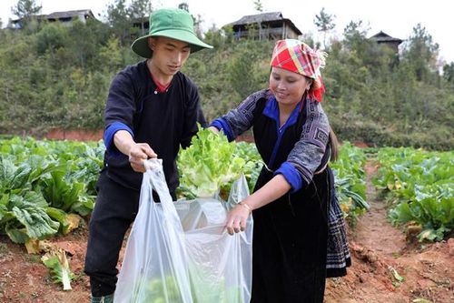 Mù Cang Chải 'thay da đổi thịt' từ những mô hình HTX nông nghiệp hiệu quả