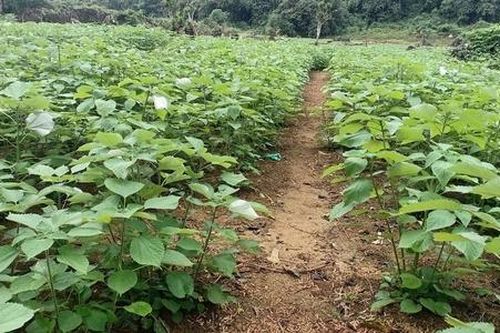 Giảm nghèo bền vững từ loài cây trồng một lần, thu cả thập kỷ