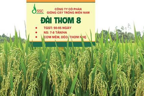 Giống cây trồng Miền Nam (SSC) đặt mục tiêu lãi sau thuế 2025 tăng 34%, trình cổ tức tiền mặt 30%