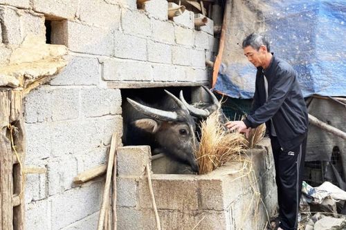 Hạ Lang nỗ lực đưa gia súc ra khỏi gầm sàn nhà ở