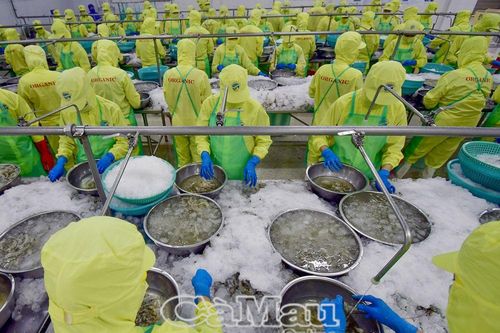 Cà Mau dẫn đầu chỉ số FTA