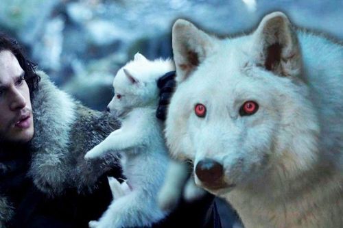 Sói khổng lồ trong loạt phim 'Game of Thrones' được hồi sinh ngoài đời thực sau 12.500 năm