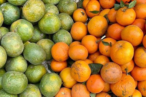 Loại cam Việt rẻ hơn quýt sim bán đầy thị trường giá chưa đến chục nghìn đồng/kg