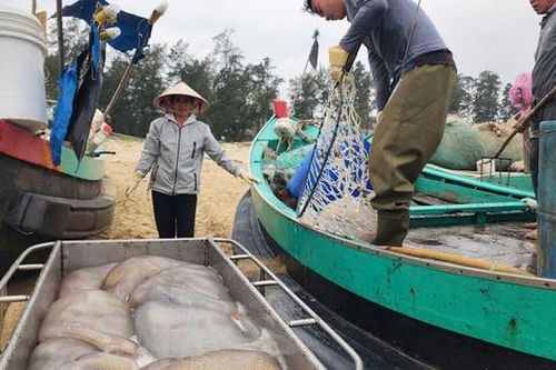 Ngư dân Hà Tĩnh kiếm tiền triệu từ loài nhuyễn thể, không xương