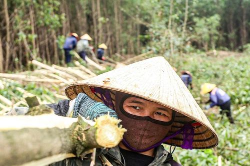 Nhọc nhằn nghề 'phu keo'