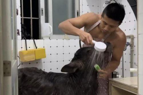 Cựu võ sĩ gây sốt vì nuôi trâu trong căn hộ thuê ở Trung Quốc