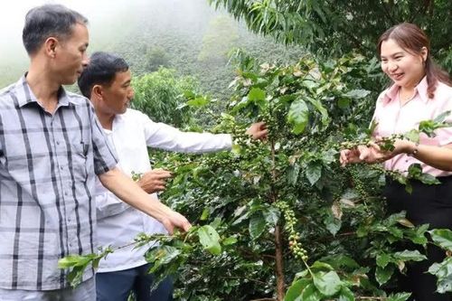 Điện Biên: chuyển đổi cơ cấu cây trồng giúp nâng cao hiệu quả kinh tế