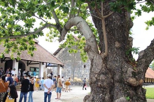 Những cây bàng mang dáng hình Tổ quốc