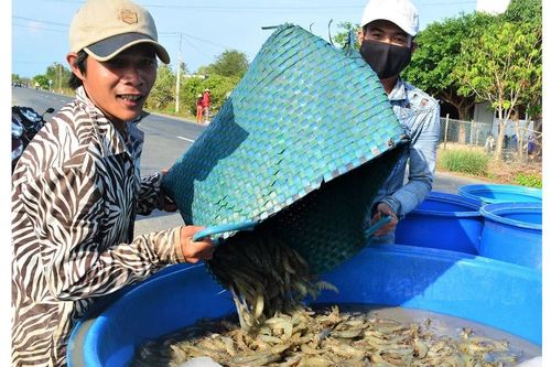 Nỗ lực không để đứt gãy chuỗi sản xuất tôm