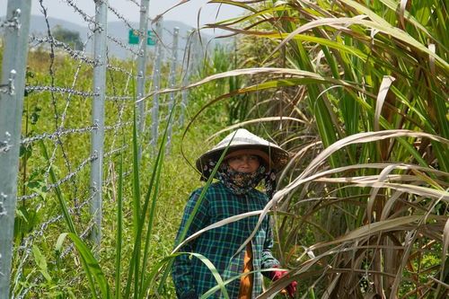 Đảm bảo sản xuất nông nghiệp ở khu vực bị ảnh hưởng bởi đường cao tốc