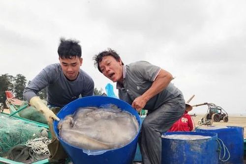 Vào mùa sứa biển, ngư dân kiếm tiền triệu sau vài giờ ra khơi