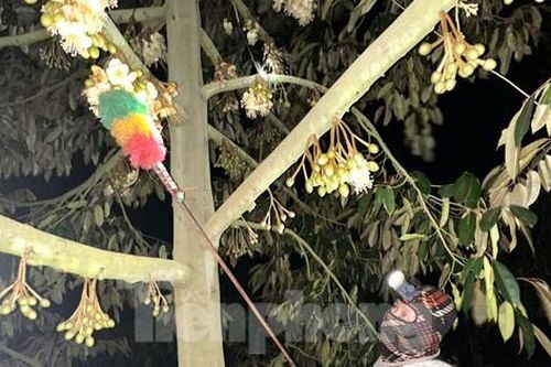 Màn đêm buông xuống, xem nông dân đi 'kết duyên' cho sầu riêng