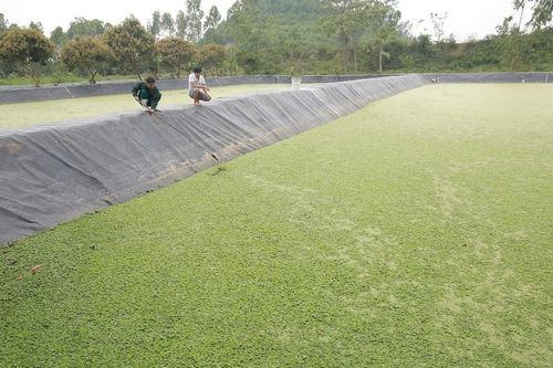 Nông dân Nghệ An thu lãi khá từ nuôi ốc bươu đen trong ao lót bạt