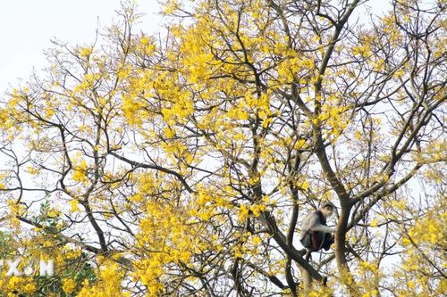 Rực rỡ sắc vàng hoa Lim xẹt trên bán đảo Sơn Trà