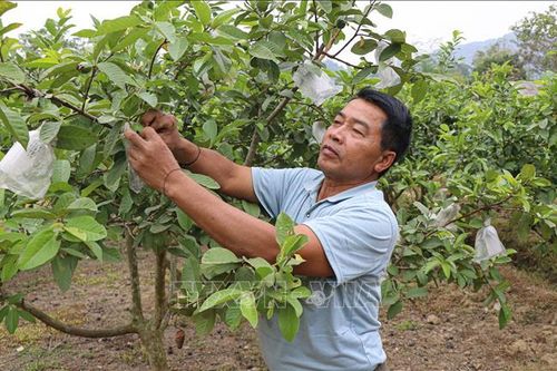 Những bí thư chi bộ người dân tộc làm kinh tế giỏi nhờ thay đổi nếp nghĩ, cách làm