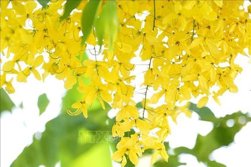 Sắc vàng Dokkhoun báo hiệu Tết Lào đang về