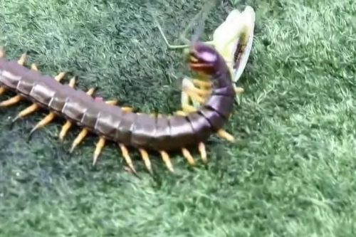 CLIP: Trận chiến sinh tử giữa rết độc và bọ ngựa, kẻ mạnh hơn đã lộ diện