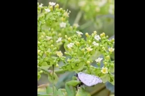 CLIP: Choáng ngợp trước pha săn mồi thần tốc của bọ ngựa