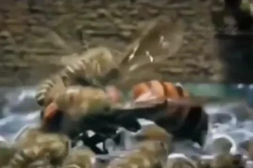 CLIP: Màn đối đầu nghẹt thở, ong mật hợp sức tiêu diệt ong bắp cày xâm nhập tổ