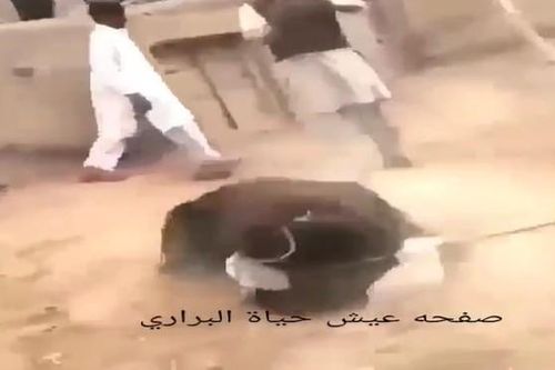 CLIP: Chó ngao đơn độc 'tử chiến' gấu đen, cái kết bất ngờ khiến người xem ngỡ ngàng