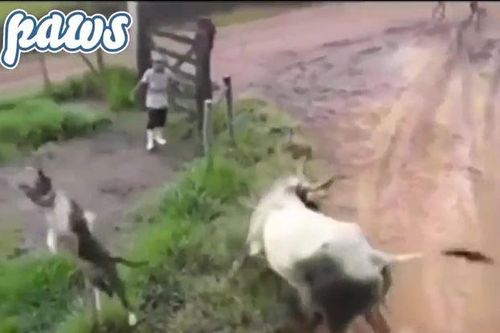CLIP: Chủ động lại cắn bò đực, chó nhà kẻ bị đá, con bị húc văng lên không trung