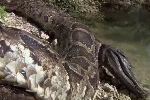 CLIP: Tham lam nuốt cá sấu, trăn khủng nhận 'quả báo' ngay sau đó