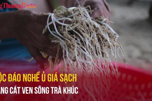 Độc đáo nghề ủ giá sạch bằng cát ven sông Trà Khúc