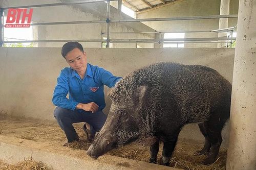 Làm giàu trên đất quê hương