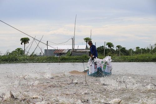 Giá cá tra nguyên liệu giảm