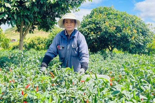 Nông dân thu nhập khá vì giá ớt tăng cao