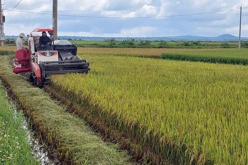 Năng suất và giá lúa trà sớm giảm, nông dân kém vui