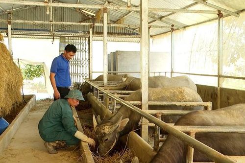 Đẩy mạnh phát triển chăn nuôi gia súc tập trung