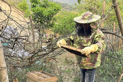 Đưa sản phẩm mật ong Bắc Việt 'vươn xa'