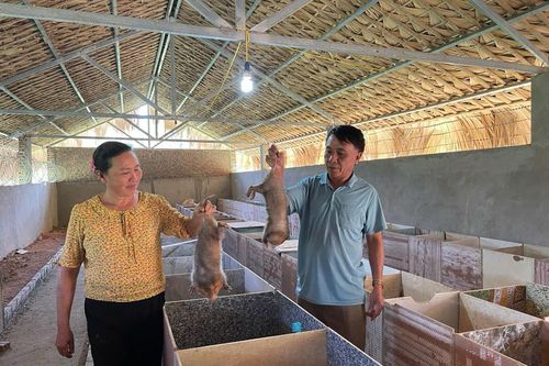 Cập nhật phần mềm quản lý trên 300 cơ sở nuôi động vật hoang dã