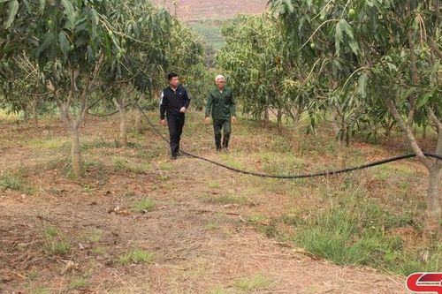 Nâng cao giá trị, thương hiệu cây ăn quả trên thị trường