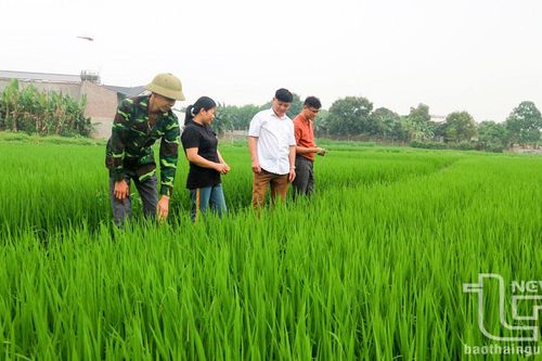 Sâu bệnh hại cây trồng giảm hơn cùng kỳ mọi năm