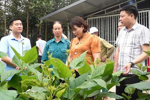Văn Yên phát triển HTX, xóa đói giảm nghèo