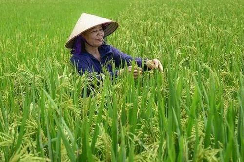 Hiệu quả từ phương pháp cấy SRI giảm phát thải