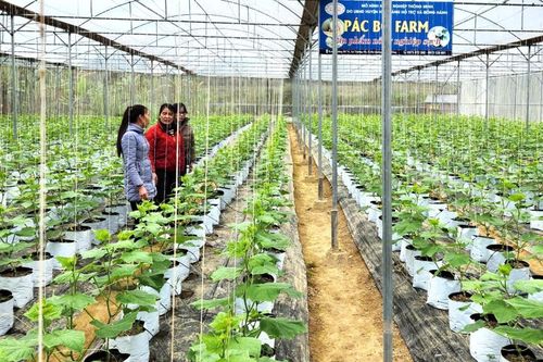Tạo bước đột phá về năng suất, chất lượng nông sản