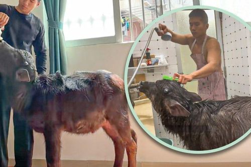 Nuôi 'Ngưu Ma Vương' trong phòng trọ, cựu võ sĩ khiến dân mạng 'dậy sóng'