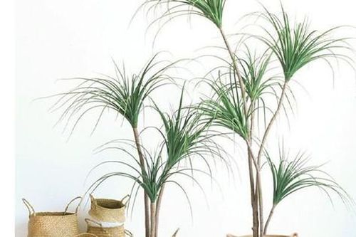 Top các cây cọ cảnh trồng sẽ mang lại bình an, may mắn, thịnh vượng cho gia chủ