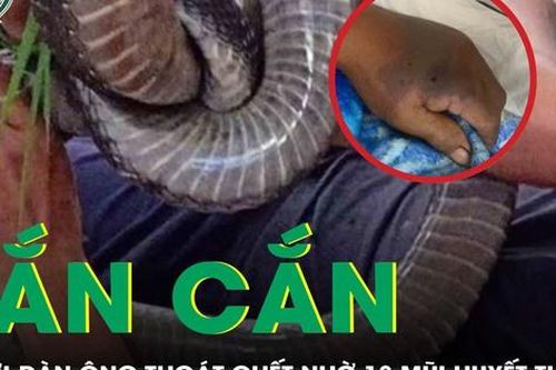 Bị rắn hổ đất cắn, người đàn ông 70 tuổi thoát chết nhờ tiêm 18 lọ huyết thanh
