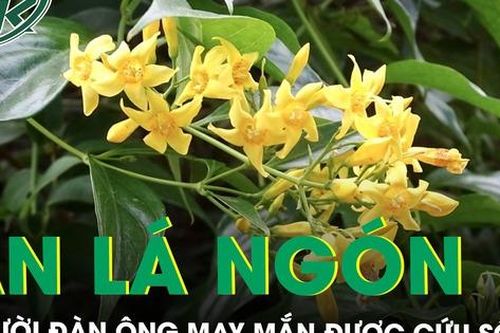 Cãi nhau với vợ, người đàn ông ăn lá ngón tự tử