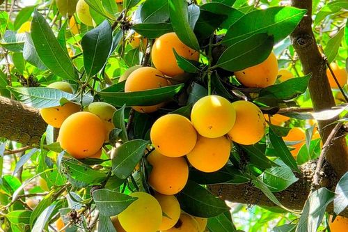Vĩnh Long: Sẽ tổ chức ngày hội Thanh trà với kỷ lục 135 món ăn