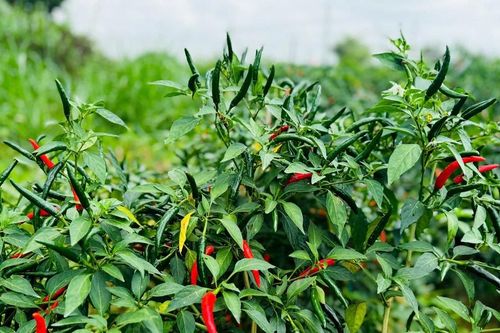 Nông dân phấn khởi vì trái ớt tươi được giá cao