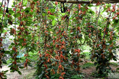 Mùa dâu tằm Phúc Thọ – Trái ngọt từ nông nghiệp xanh