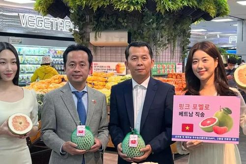 Bưởi Việt Nam xuất sang Hàn Quốc với giá 2,4 USD/kg